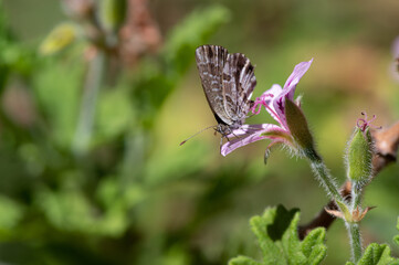 Cacyreus marshalli - Geranium bronze - Brun des pélargoniums