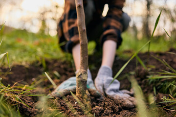 a woman in work gloves planting a young tree in the garden. Photograph without a face