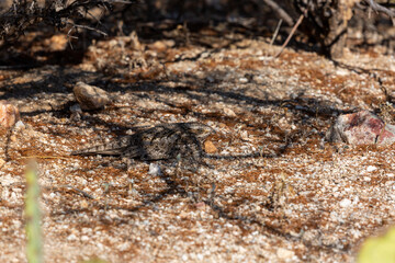 A lesser nighthawk, Chordeiles acutipennis sitting on her egg on a ground nest in the Sonoran Desert. Palo verde trees, prickly pear and rocks, along with stunning camouflage protect the bird nest.