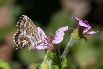 Cacyreus marshalli - Geranium bronze - Brun des pélargoniums