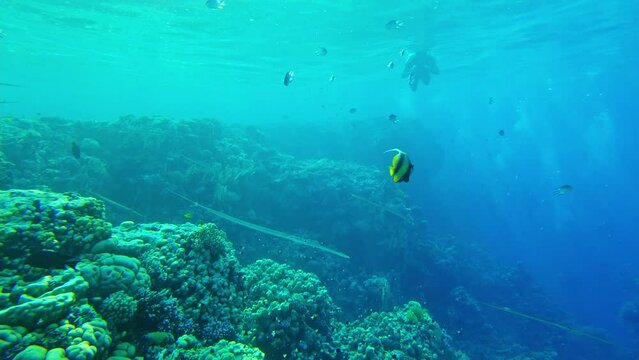 Garfish. Needle fish in the red sea by the coral