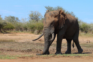 Obraz premium Afrikanischer Elefant / African elephant / Loxodonta africana