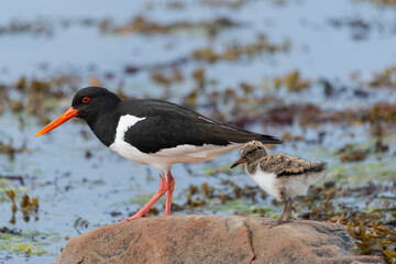 Eurasian oystercatcher (common pied oystercatcher, palaearctic oystercatcher) - Haematopus ostralegus - with chick on rock. Photo from Nesseby at Varanger Penisula in Norway.