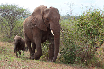 Afrikanischer Elefant / African elephant / Loxodonta africana