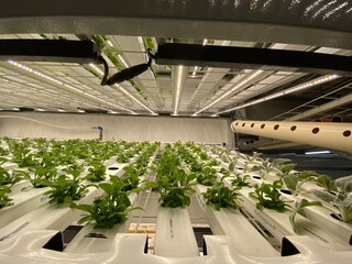 Urban vertical farm in hydroponics trays under white light