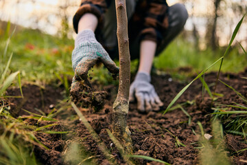 photograph of female hands in gloves planting a plant in a vegetable garden