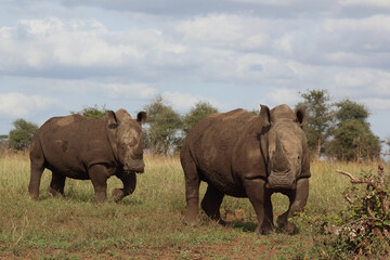 Obraz premium Breitmaulnashorn / Square-lipped rhinoceros / Ceratotherium simum