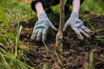 a woman is preparing for the summer season and planting a young tree on a plot of land