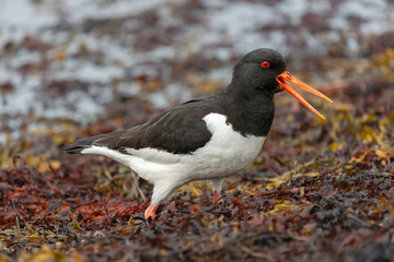 Eurasian oystercatcher (common pied oystercatcher, palaearctic oystercatcher) - Haematopus ostralegus - with open beakon brown seaweed. Photo from Nesseby at Varanger Penisula in Norway.