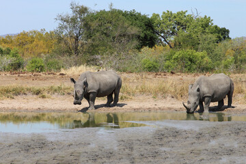 Fototapeta premium Breitmaulnashorn / Square-lipped rhinoceros / Ceratotherium simum