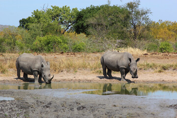 Fototapeta premium Breitmaulnashorn / Square-lipped rhinoceros / Ceratotherium simum