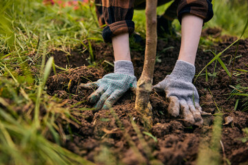 a woman is preparing for the summer season and planting a young tree on a plot of land