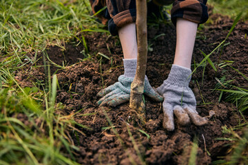 hands of a woman in work gloves planting a young tree in the garden