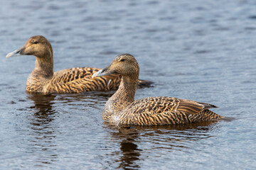 Common eider,  St. Cuthbert's duck  or Cuddy's duck - Somateria mollissima - two females floating in water. Photo from Nesseby at Varanger Penisuala in Norway.