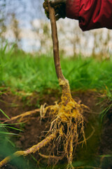 Front view of someone digging the ground making a deep trench in the ground