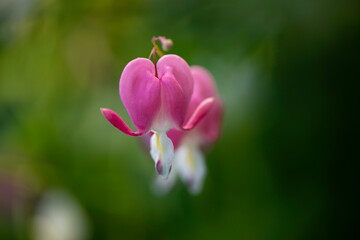 Obraz premium pink bleeding-hearts flower