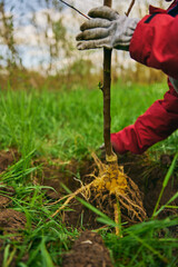 the roots of a young plant when planted in the ground in a deep hole