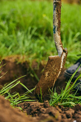 a woman digs the ground with a shovel for planting a plant in the country