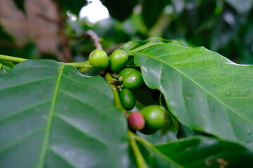 coffee beans in the garden.