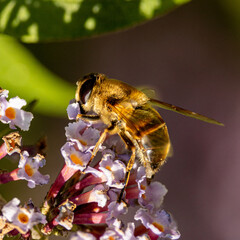 close up bee on a flower