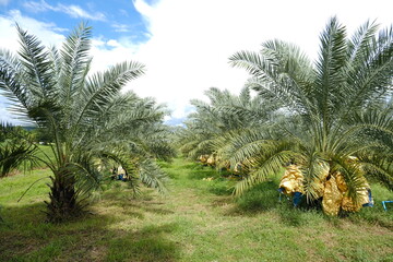 date palm fruit plantation