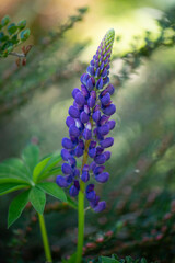 purple lupin flower