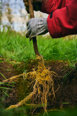 Front view of someone digging the ground making a deep trench in the ground