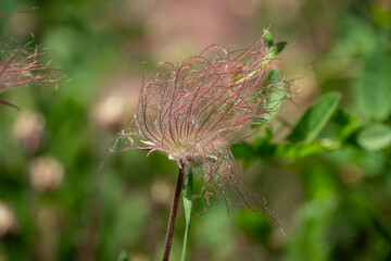 fluffy flower