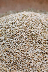 closeup the bunch ripe yellow brown pot barley beans soft focus natural brown background.