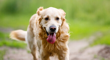 Golden retriever dog with tonque out running outdoors. Purebred doggie pet labrador at nature closeup portrait