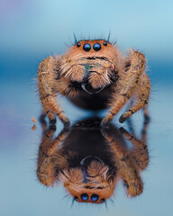 red faced spider