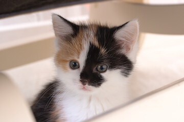 Head of small tricolor kitten portrait closeup