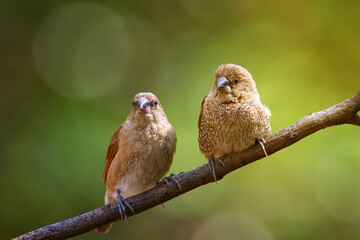 Lovely Couple bird on branch. Cute bird live together. Spot munia catch on branch.