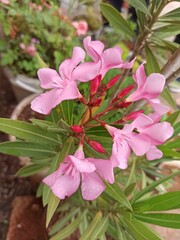 pink flowers in the garden