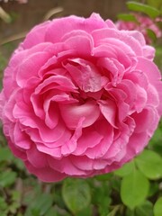 pink rose