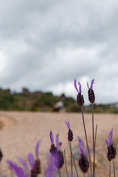 Flor de cantueso a orillas de sendero de arena