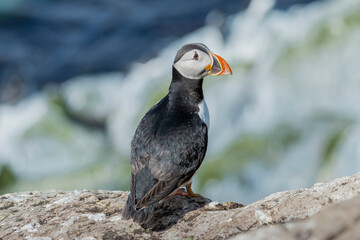 Atlantic puffin - Fratercula arctica - standing on cliff. Photo from Hornoya Island in Norway.