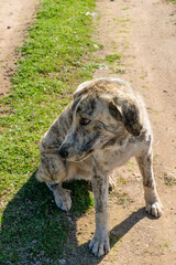Fototapeta premium Perro abandonado con mirada triste
