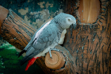 Parrot and birds in the bird park