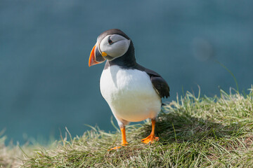 Atlantic puffins - Fratercula arctica - standing on green grass with blue water of Barents Sea in background. Photo from Hornoya Island in Norway.