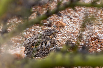 A lesser nighthawk, Chordeiles acutipennis sitting on her egg on a ground nest in the Sonoran Desert. Palo verde trees, prickly pear and rocks, along with stunning camouflage protect the bird nest.