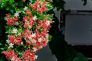 Combretum indicum (Rangoon creeper) is a vine with red flower clusters which is native to tropical Asia.