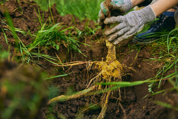 a close photograph of the roots of a young tree while planting in the ground