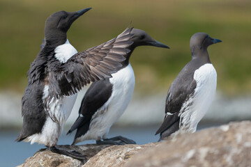 Common murre or common guillemot - Uria aalge - comming back to colony, landng with spread wigs. Photo from Hornoya Island in Norway.
