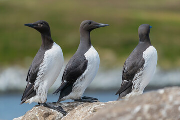Three common murres or common guillemots - Uria aalge - standing on cliff with green vegetation in background. Photo from Hornoya Island in Norway.