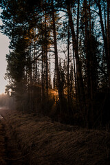 sunrise in the forest