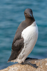 Common murre or common guillemot - Uria aalge - standing alone on cliff with blue water of Barents Sea background. Photo from Hornoya Island in Norway