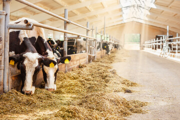 Cows in the barn eating hay, head of a cow. Milk production on a dairy farm. - obrazy, fototapety, plakaty