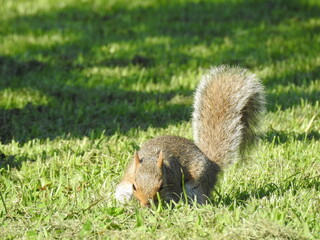 Eastern gray squirrel foraging for peanuts in a backyard in Cecil County, Maryland.