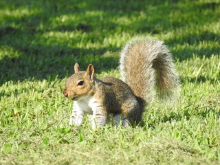 A playful gray squirrel enjoying a beautiful summer day in Cecil county, Maryland.